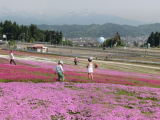 芝桜公園に出店します! Highslide JS